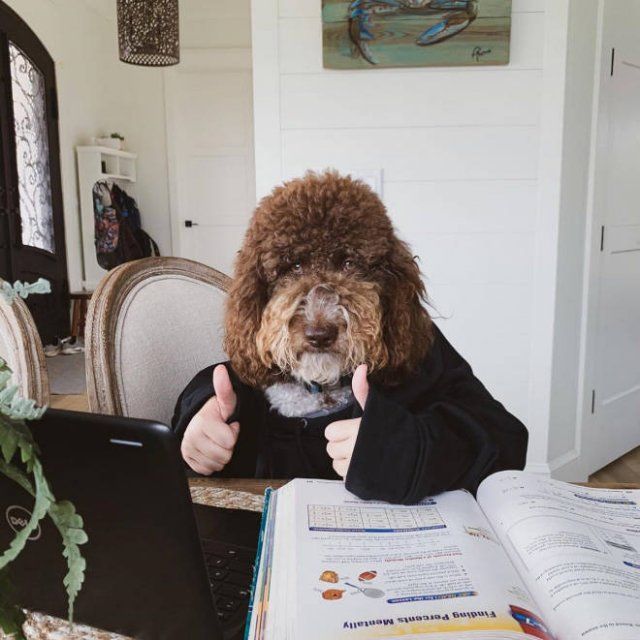 Funny Dogs (22 pics)