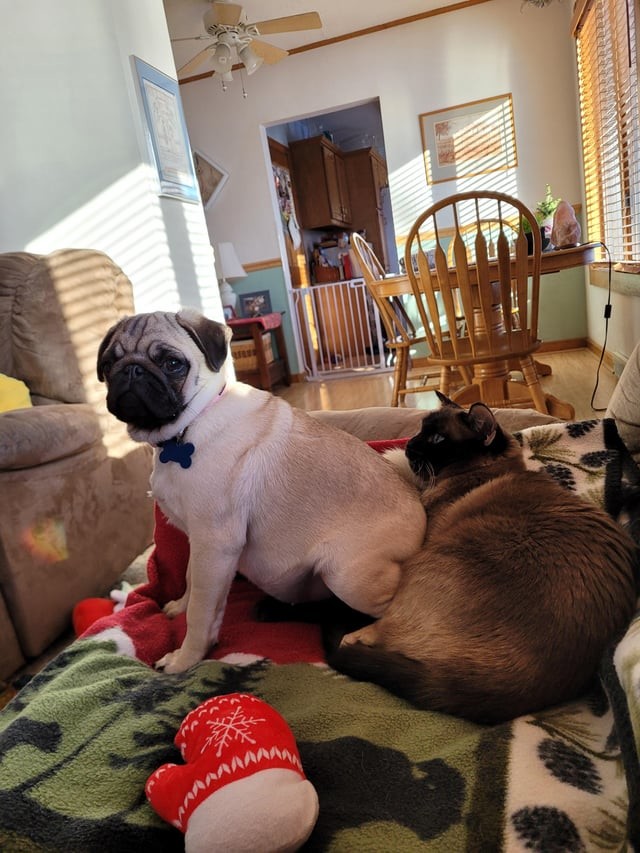 Funny Pets (17 pics)