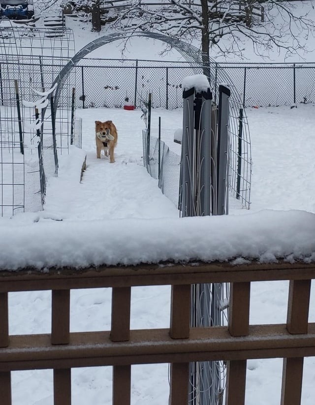 Funny Pets (17 pics)
