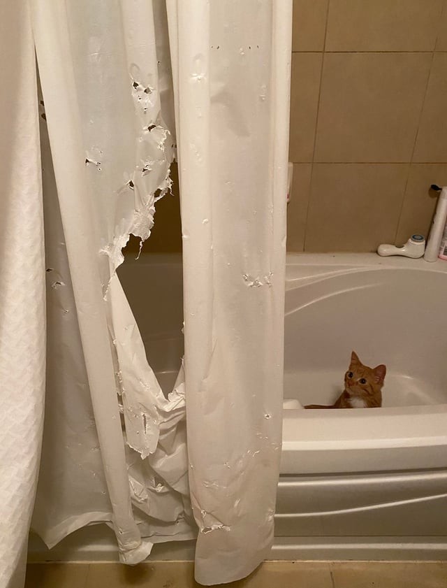 Funny Pets (17 pics)