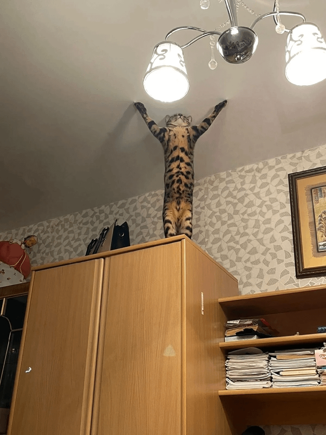 Funny Pets (17 pics)