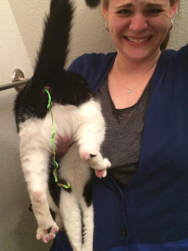 Funny Pets (17 pics)