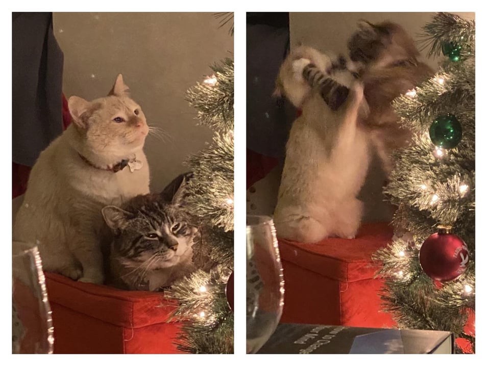 Funny Pets (17 pics)