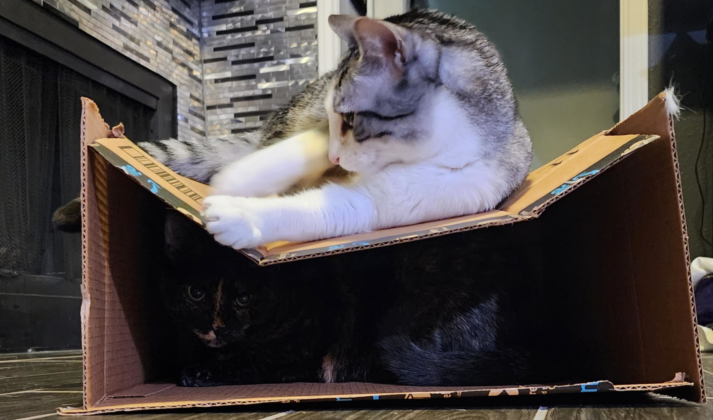 Funny Pets (17 pics)