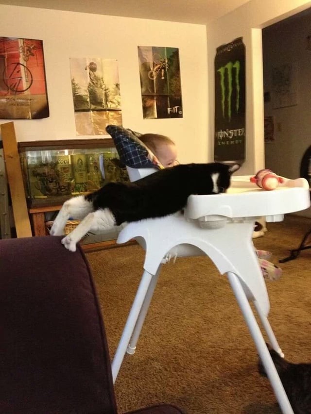 Funny Pets (17 pics)