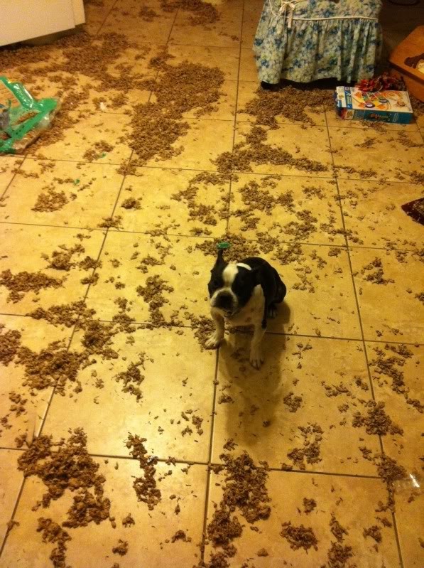 Funny Pets (17 pics)
