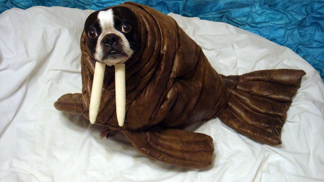 Animals In Funny Costumes (18 pics)