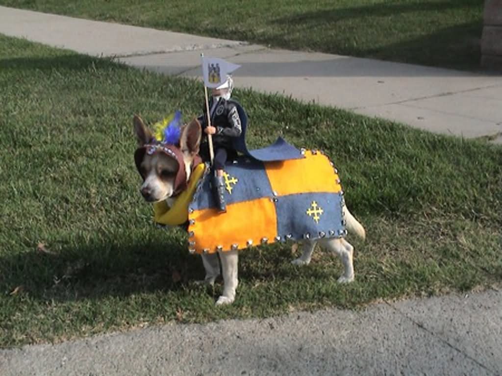 Animals In Funny Costumes (18 pics)