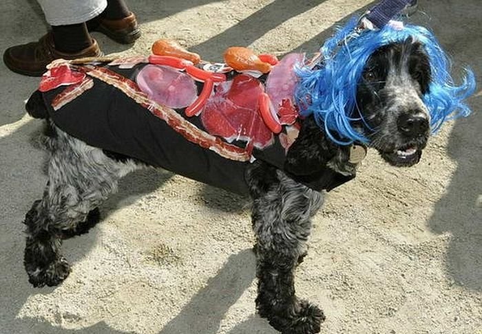 Animals In Funny Costumes (18 pics)