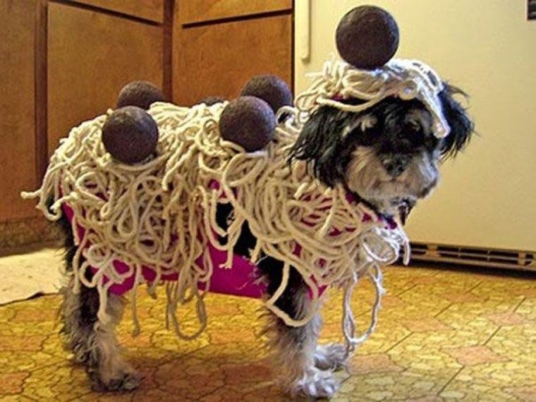 Animals In Funny Costumes (18 pics)