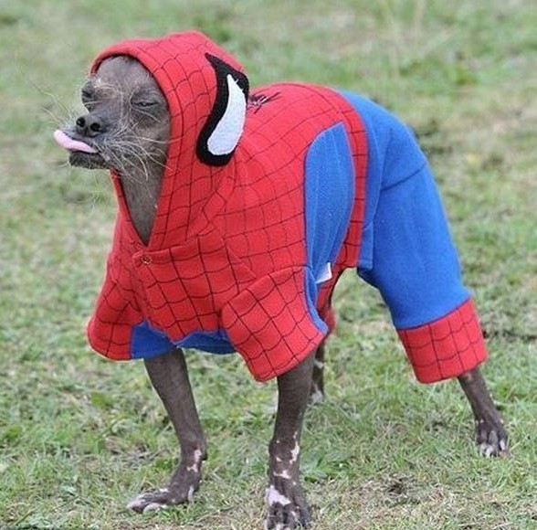 Animals In Funny Costumes (18 pics)