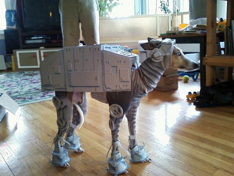 Animals In Funny Costumes (18 pics)