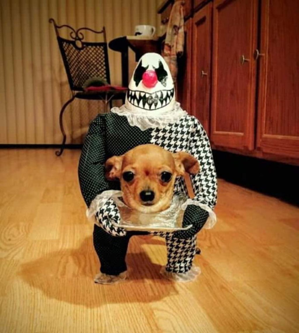 Animals In Funny Costumes (18 pics)