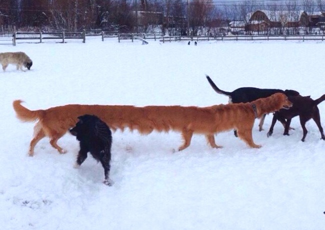 Odd Panoramic Photos (18 pics)