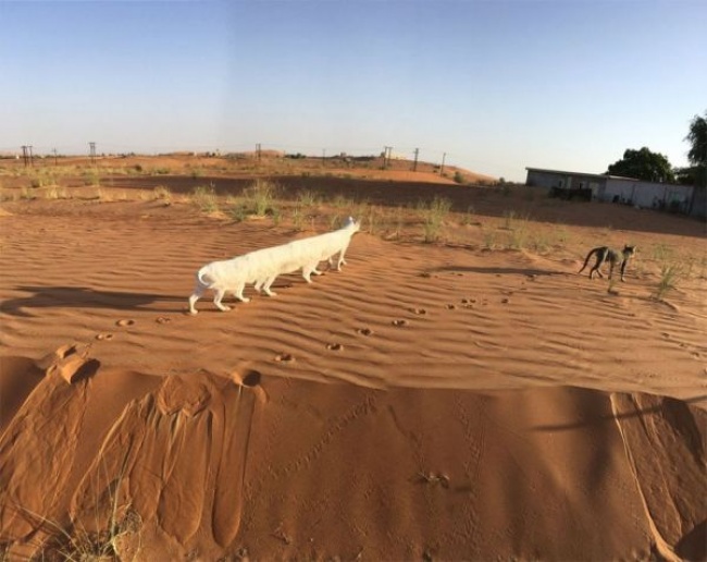 Odd Panoramic Photos (18 pics)