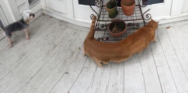 Odd Panoramic Photos (18 pics)