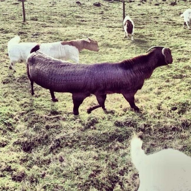 Odd Panoramic Photos (18 pics)