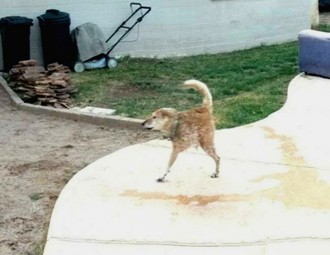 Odd Panoramic Photos (18 pics)