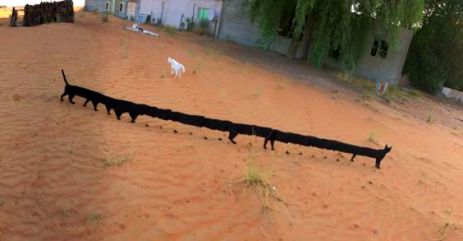 Odd Panoramic Photos (18 pics)