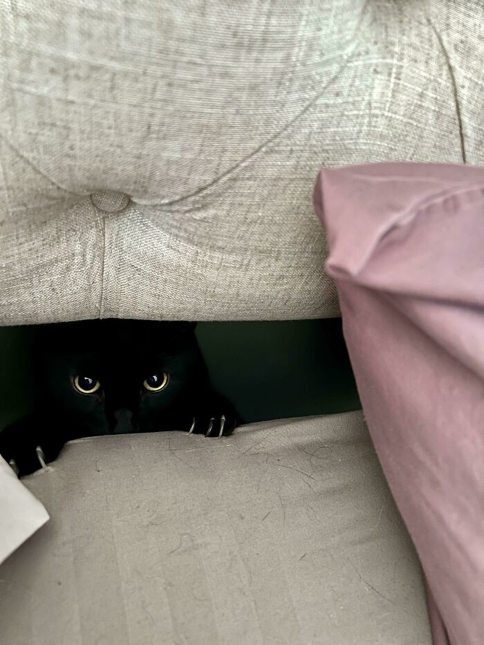 Cute Cats (20 pics)