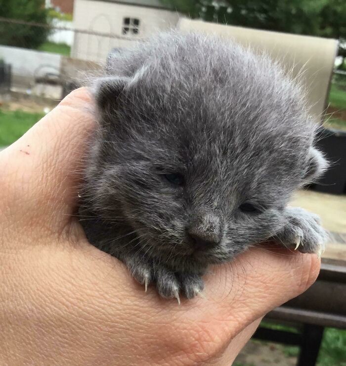 Cute Cats (20 pics)