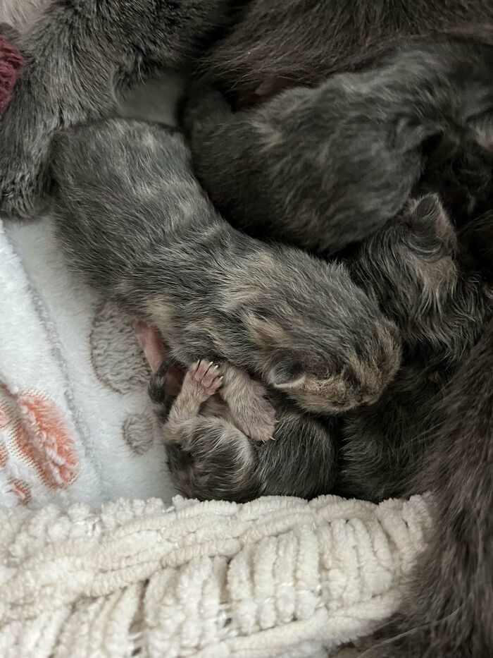 Cute Cats (20 pics)