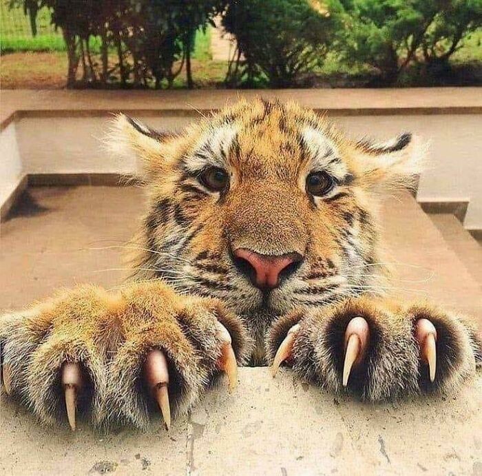 Cute Cats (20 pics)