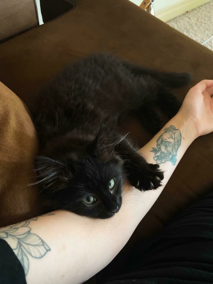 Cute Cats (20 pics)
