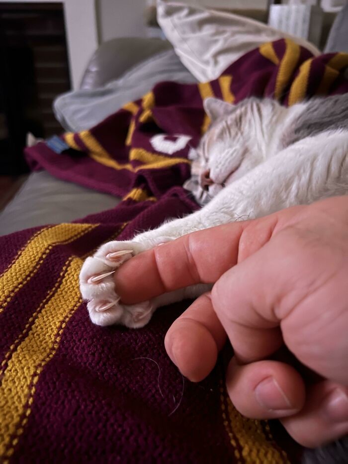Cute Cats (20 pics)