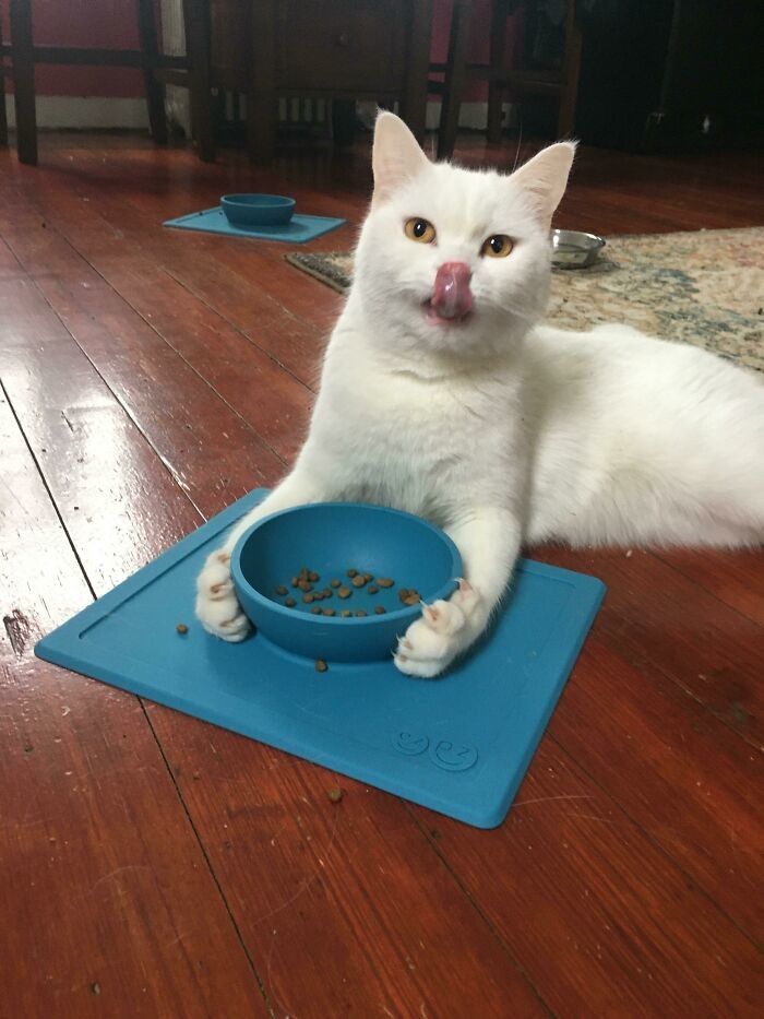 Cute Cats (20 pics)