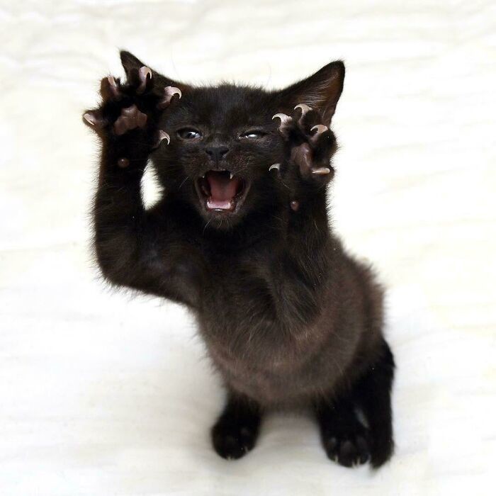 Cute Cats (20 pics)