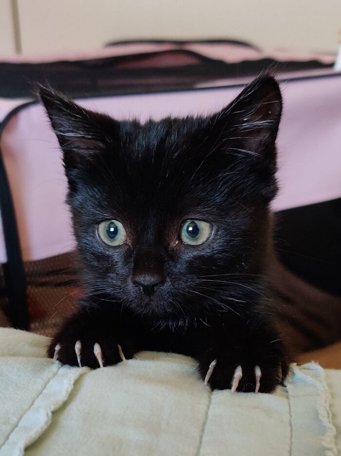 Cute Cats (20 pics)