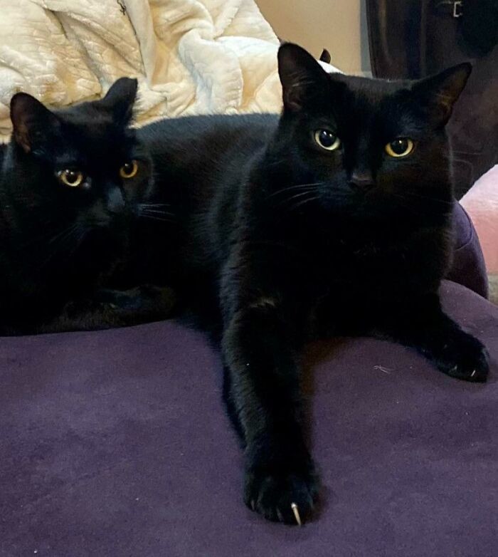 Cute Cats (20 pics)