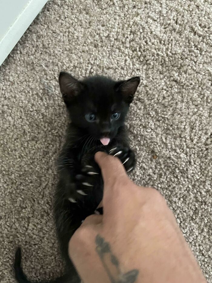Cute Cats (20 pics)