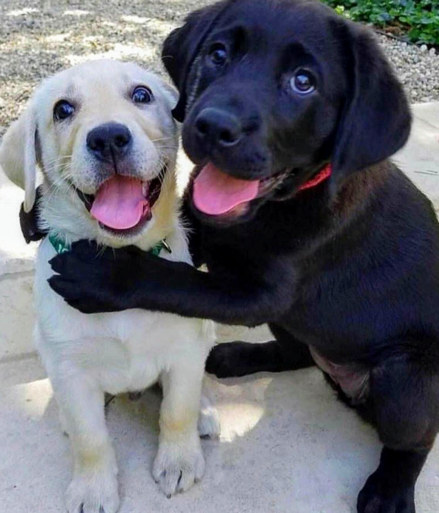 Funny Animals (20 pics)