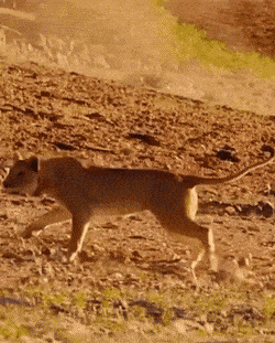 Acid GIFs, February 27 (25 gifs)