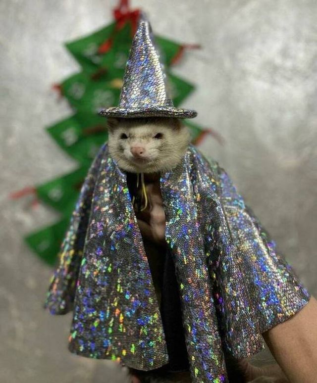 Funny Animals (48 pics)