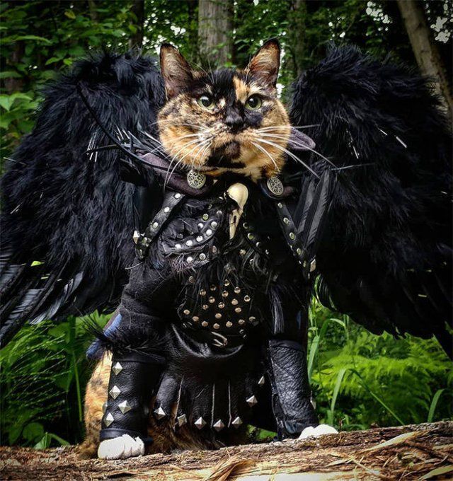 Funny Cats In Battle Armor (21 pics)