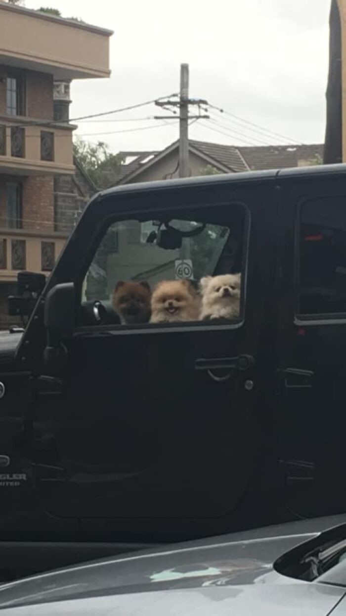 Funny Dogs (27 pics)