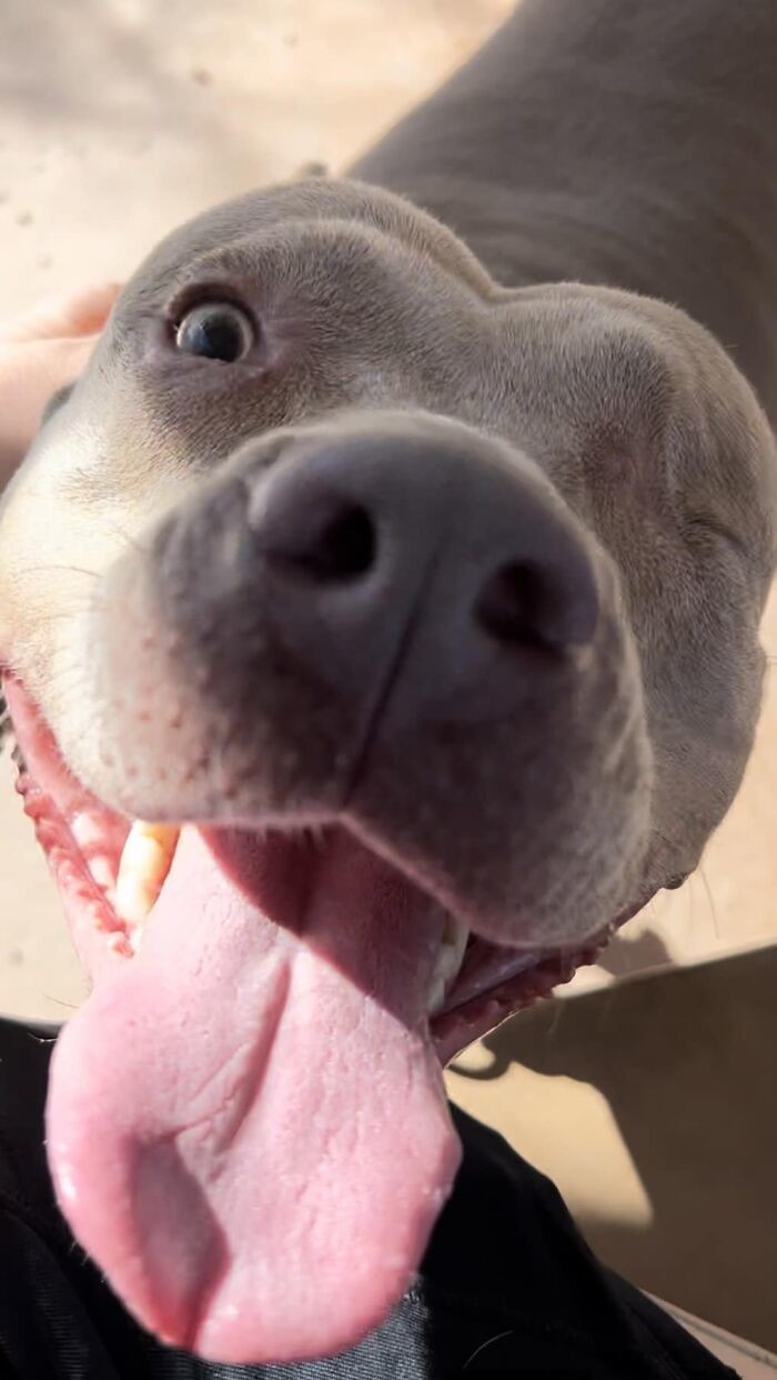 Funny Dogs (27 pics)