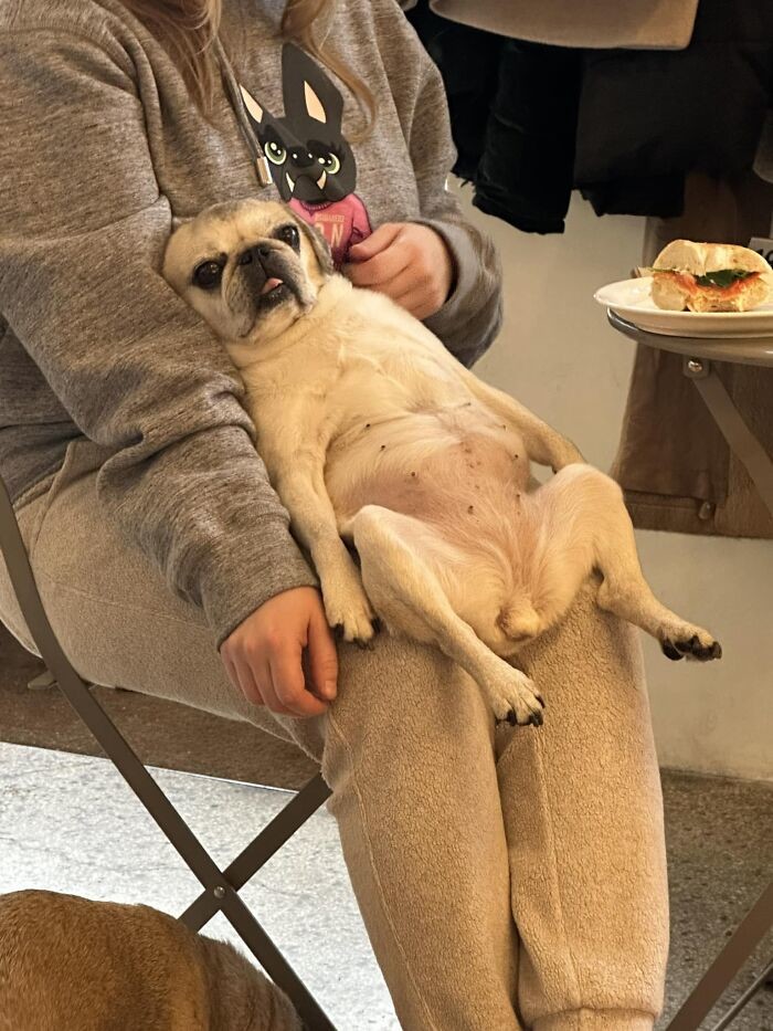 Funny Dogs (27 pics)