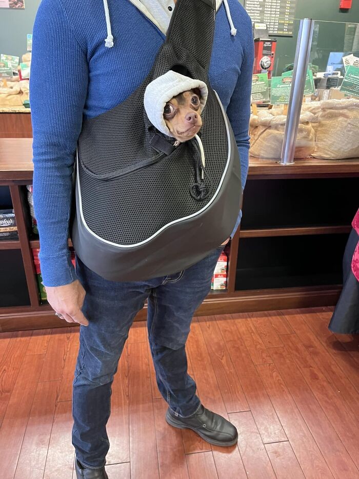 Funny Dogs (27 pics)