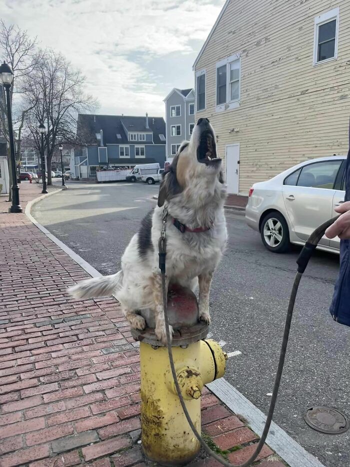 Funny Dogs (27 pics)