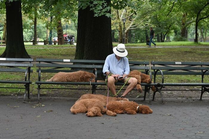 Funny Dogs (27 pics)