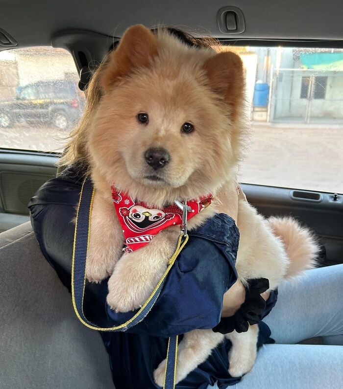 Funny Dogs (27 pics)