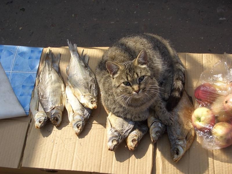Котам рыбов. Кот с рыбой. Кот жрет рыбу. Рыбки для кошек. Кот и много рыбы.