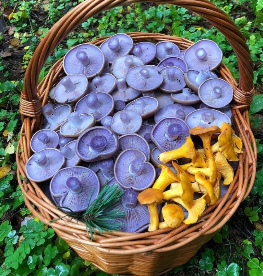 Impressive Finds Of Mushroom Pickers (18 pics)