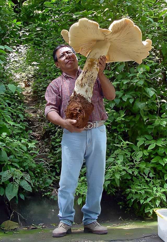 Impressive Finds Of Mushroom Pickers (18 pics)