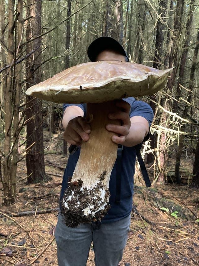 Impressive Finds Of Mushroom Pickers (18 pics)