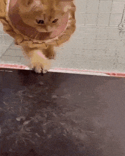 Acid GIFs, March 13 (25 gifs)